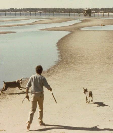 Paul walking toward a grounded kite with two of his dogs