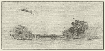 Illustration from Where the Blue Herons Dance