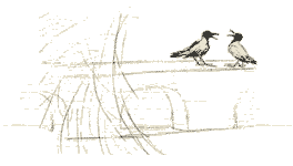 Illustration from A White Egret in the Shallows